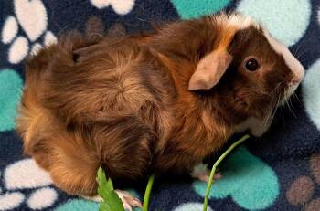 Rescue Abyssinian Guinea Pigs for Adoption in Chicago Heights, Illinois - Mocha | PetCurious
